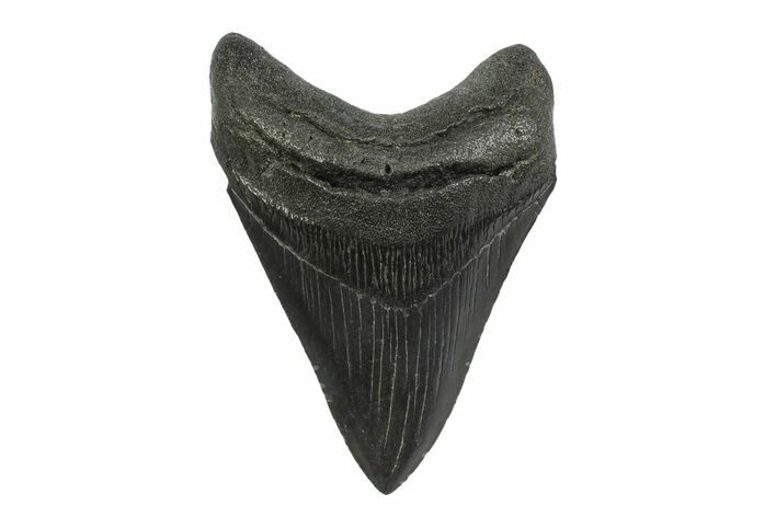 Serrated, Fossil Megalodon Tooth - South Carolina #356846